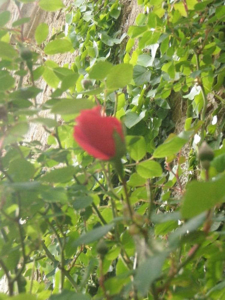 Mas Vilalonga Petit Cassa De La Selva Luaran gambar